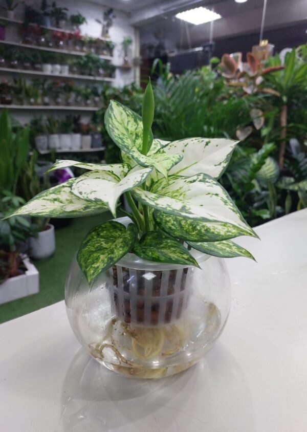 Hydroponic White Aglaonema Plant Dubai.