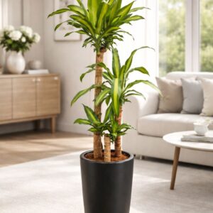 Dracaena Massangeana plant indoor air-purifying plant for home and office