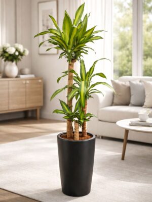 Dracaena Massangeana plant indoor air-purifying plant for home and office