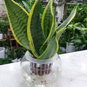 Water Snake Plant in vase with white stones – home decor plant UAE