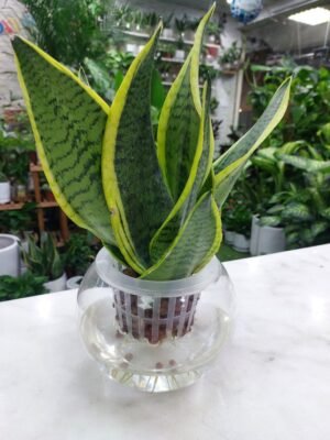 Water Snake Plant in vase with white stones – home decor plant UAE
