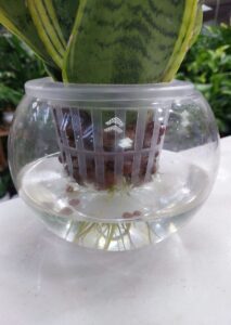 Hydroponic Snake Plant in water – indoor plant UAE in glass vase