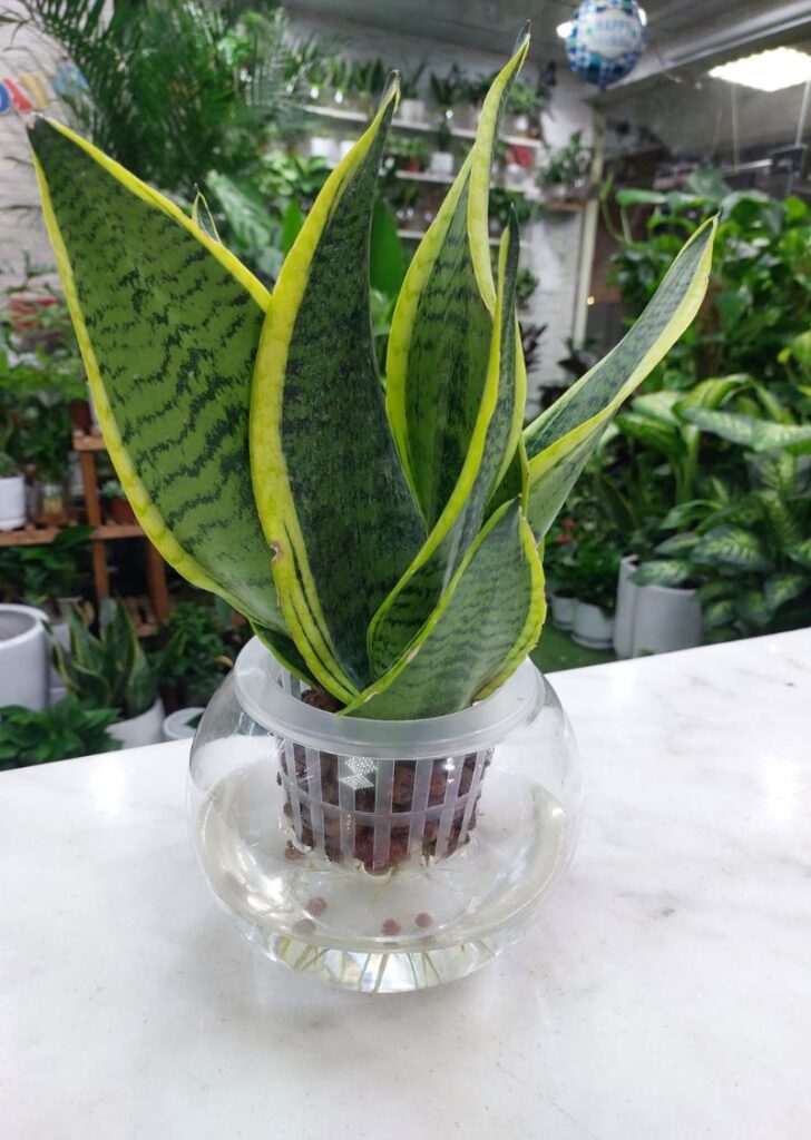 Water Snake Plant in vase with white stones – home decor plant UAE