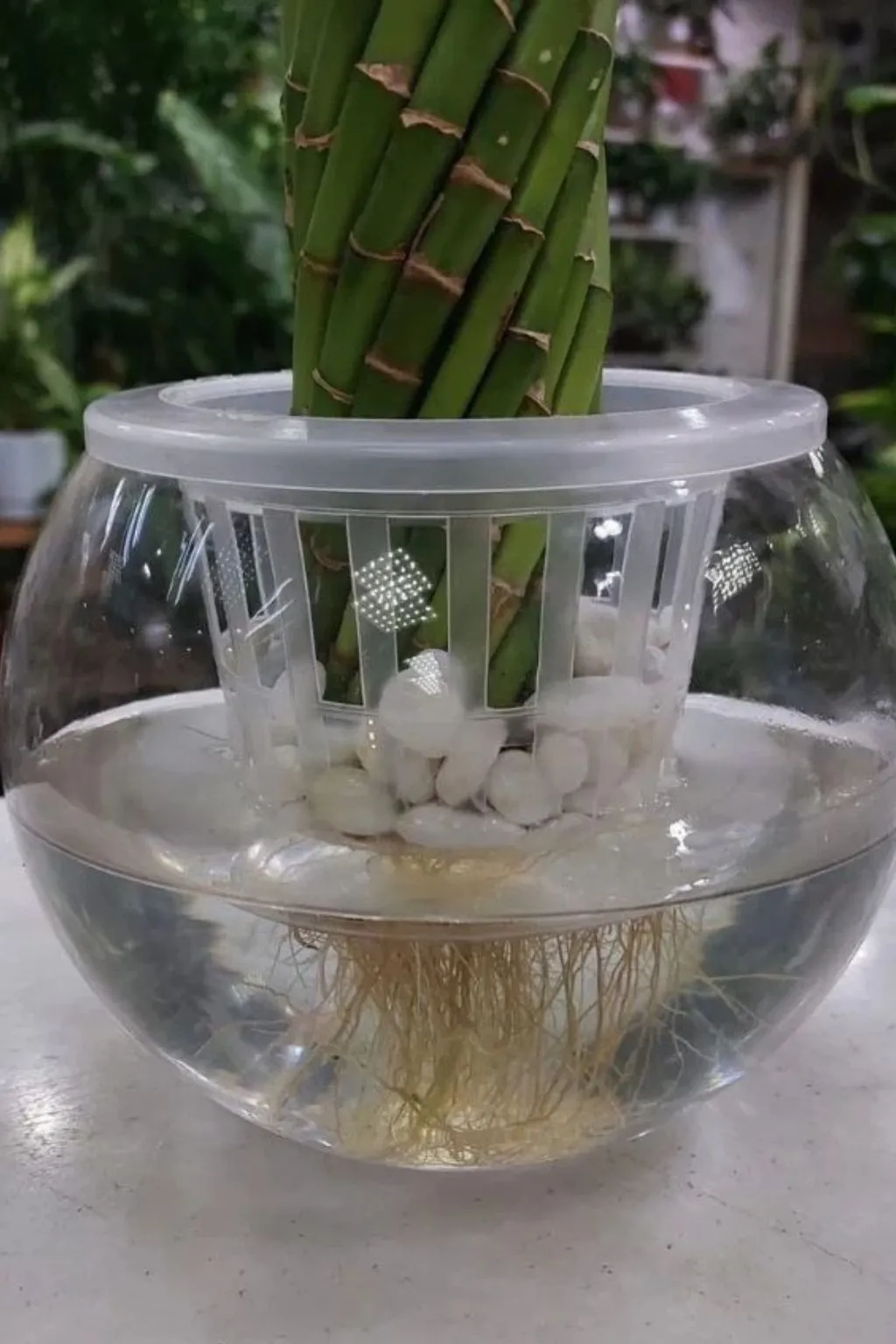 Lucky Bamboo Plant in Dubai – Glass Vase, Ready to Display - Image 3