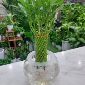 Lucky bamboo plant in a glass vase with water