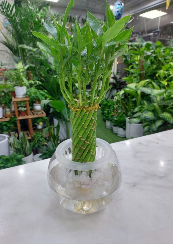 Lucky bamboo plant in a glass vase with water