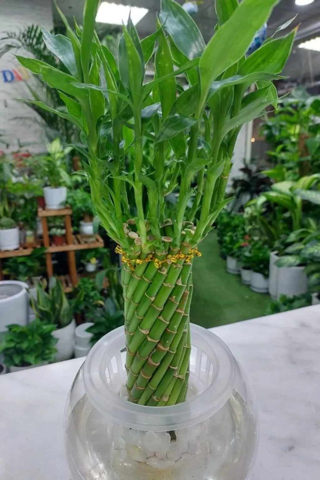 Close-up of lucky bamboo stalks and green leaves
