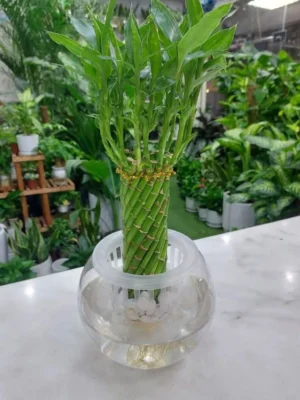 Lucky bamboo plant with 14 stalks in a clear glass vase - Dubai delivery