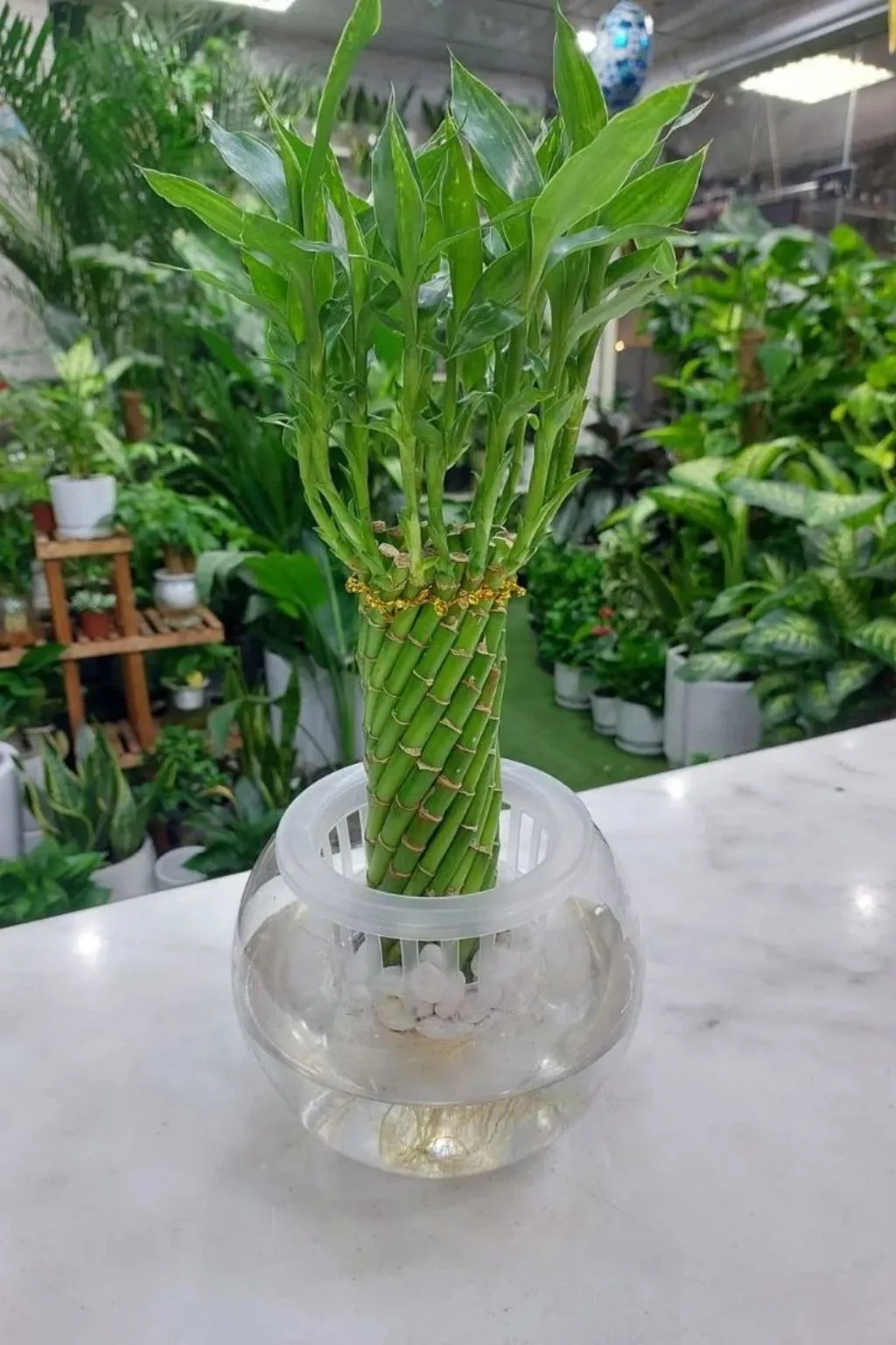 Lucky bamboo plant with 14 stalks in a clear glass vase - Dubai delivery