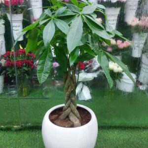 Vibrant MONEY TREE PLANT with lush green leaves in a ceramic pot, ideal for indoor decoration and feng shui.