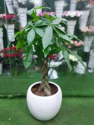 Vibrant MONEY TREE PLANT with lush green leaves in a ceramic pot, ideal for indoor decoration and feng shui.