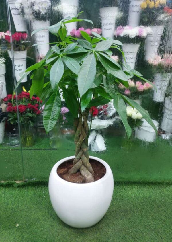 Vibrant MONEY TREE PLANT with lush green leaves in a ceramic pot, ideal for indoor decoration and feng shui.