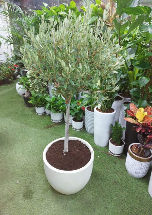 Indoor olive tree care Dubai