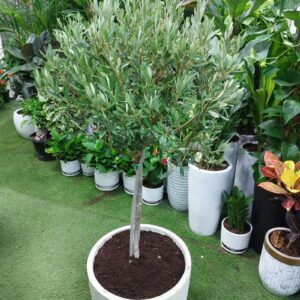 Buy beautiful indoor olive trees in Dubai - perfect for home decor and gifting