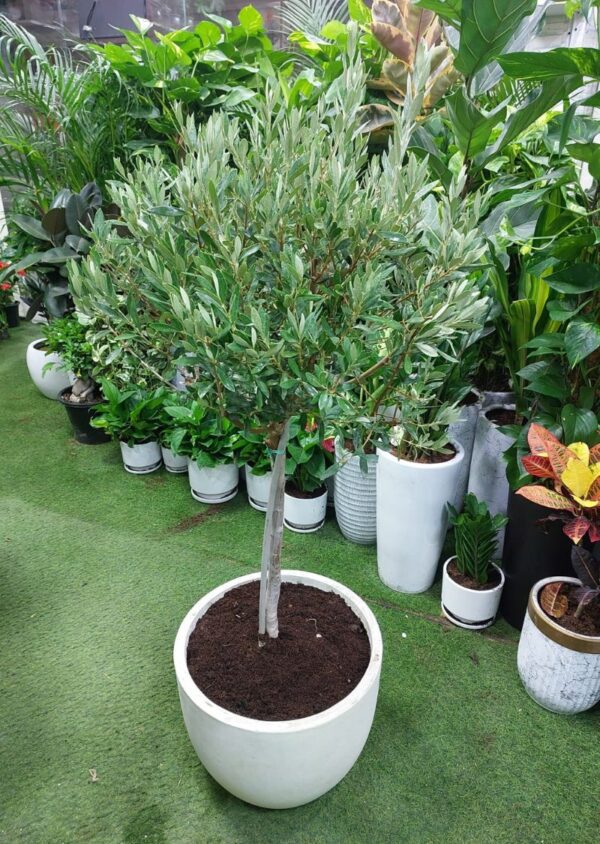 Buy beautiful indoor olive trees in Dubai - perfect for home decor and gifting