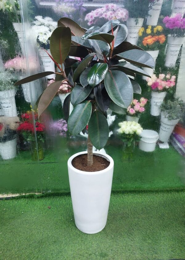 Buy Rubber Plant Online - Healthy Ficus Elastica with Lush Green Leaves, Perfect for Home and Office Décor.