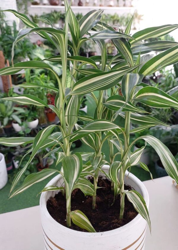 Dracaena reflexa plant in decorative pot.