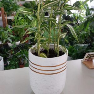 Dracaena reflexa plant in decorative pot.