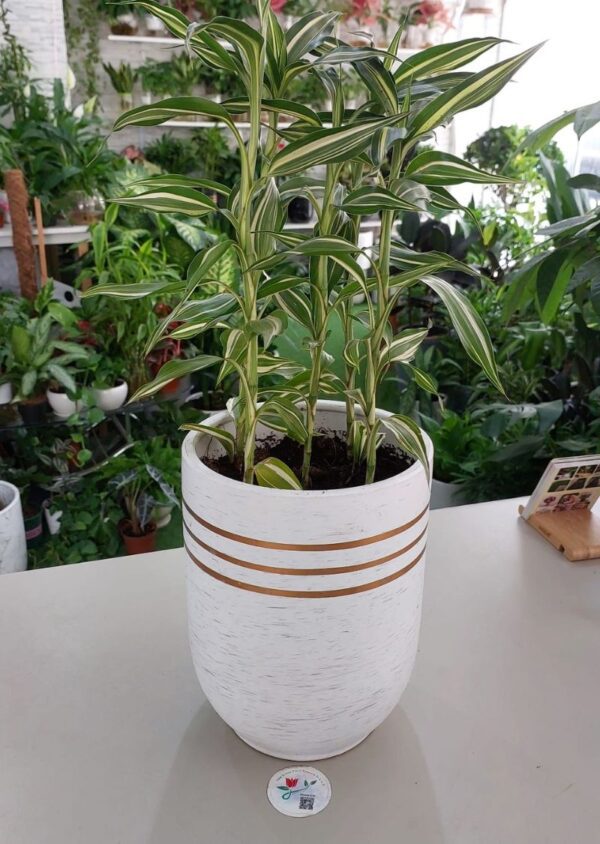 Dracaena reflexa plant in decorative pot.