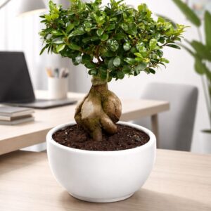 60cm Ficus Bonsai Plant - Elegant Indoor Greenery.