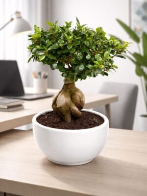 60cm Ficus Bonsai Plant - Elegant Indoor Greenery.