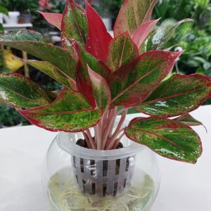 Hydroponic red aglaonema plant in Dubai – lush indoor foliage.