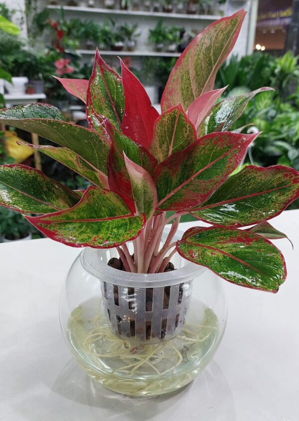 Hydroponic red aglaonema plant in Dubai – lush indoor foliage.