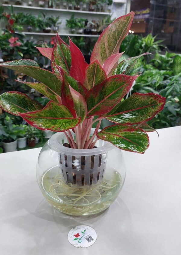 Hydroponic red aglaonema plant perfect for air purification.