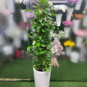 Money Plant Indoor Dubai – Lush Greenery for Your Home