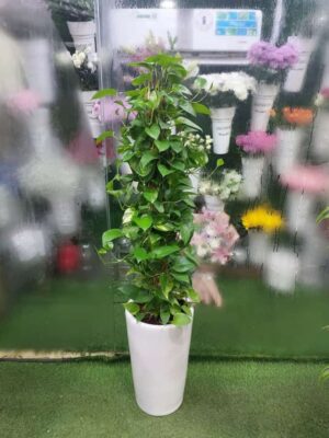 Money Plant Indoor Dubai – Lush Greenery for Your Home