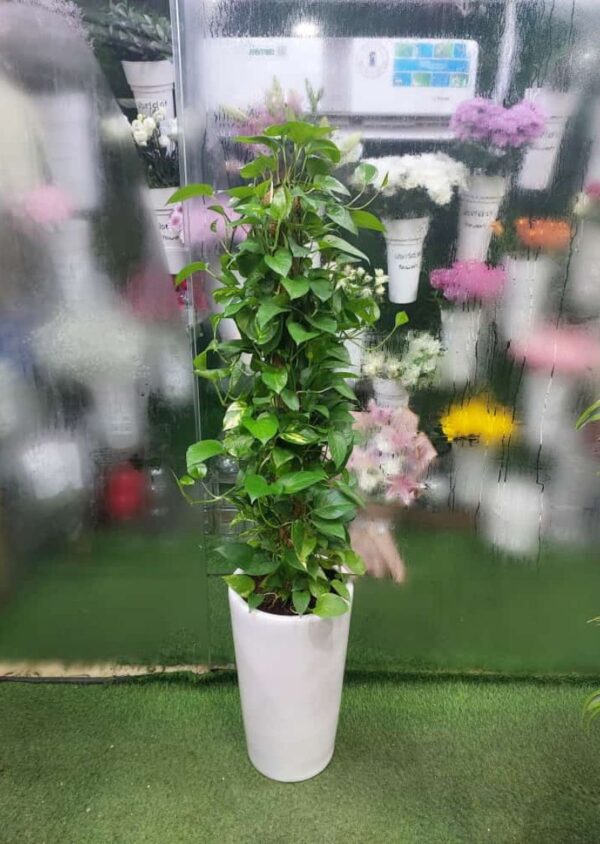 Money Plant Indoor Dubai – Lush Greenery for Your Home