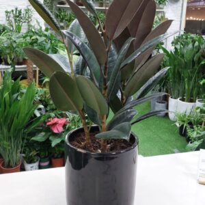 Large Rubber Plant (Ficus elastica) with glossy green leaves, ideal for indoor spaces