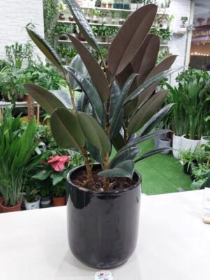 Large Rubber Plant (Ficus elastica) with glossy green leaves, ideal for indoor spaces