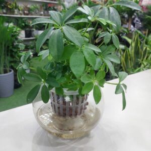 Hydroponic Schefflera Plant - Indoor Plants Dubai