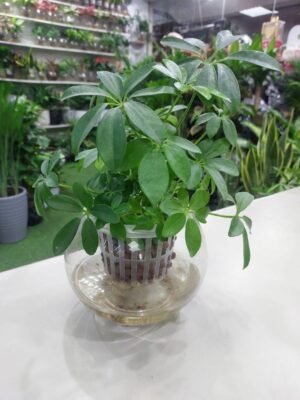 Hydroponic Schefflera Plant - Indoor Plants Dubai