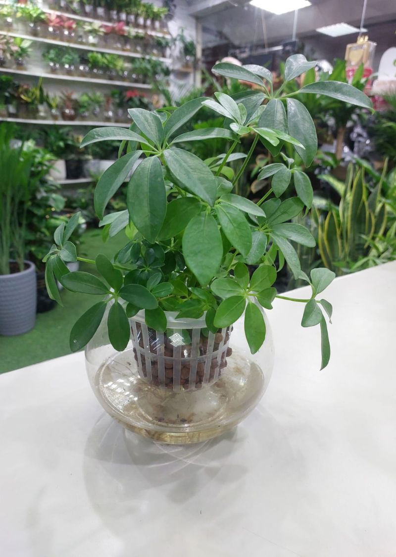 Hydroponic Schefflera Plant - The Green Plant Flowers Buy Hydroponic ...