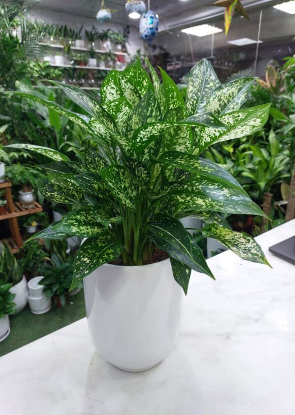 Green Aglaonema Plant in white pot, a lush indoor foliage plant perfect for home and office decor in Dubai, known for its air-purifying qualities and low maintenance needs