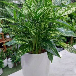 Green Aglaonema Plant in white pot, a lush indoor foliage plant perfect for home and office decor in Dubai, known for its air-purifying qualities and low maintenance needs.