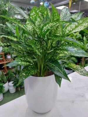 Green Aglaonema Plant in white pot, a lush indoor foliage plant perfect for home and office decor in Dubai, known for its air-purifying qualities and low maintenance needs.