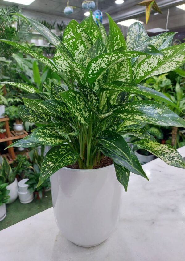 Green Aglaonema Plant in white pot, a lush indoor foliage plant perfect for home and office decor in Dubai, known for its air-purifying qualities and low maintenance needs.