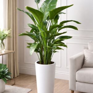 Bird of Paradise Plant with Vibrant Flowers - Ideal for Indoor Use in Dubai