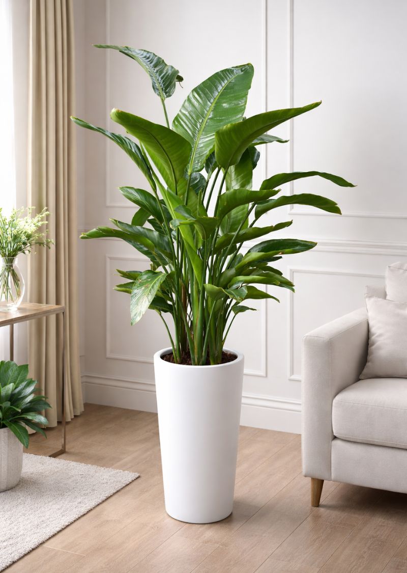 Bird of Paradise Plant with Vibrant Flowers - Ideal for Indoor Use in Dubai