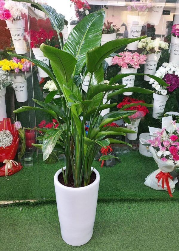 Bird of Paradise Plant with Vibrant Flowers - Ideal for Indoor Use in Dubai