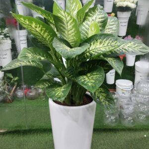 Healthy Dieffenbachia Plant in a Pot.