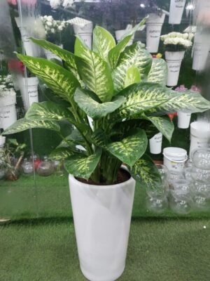 Healthy Dieffenbachia Plant in a Pot.