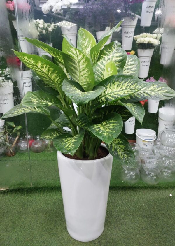 Healthy Dieffenbachia Plant in a Pot.