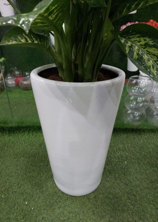 Healthy Dieffenbachia Plant in a Pot