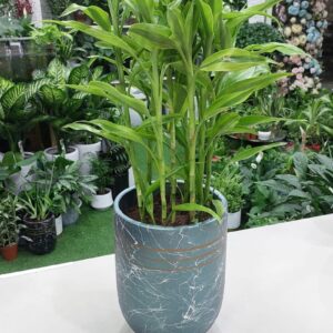 Dracaena Reflexa Plant - Indoor Decorative Houseplant.