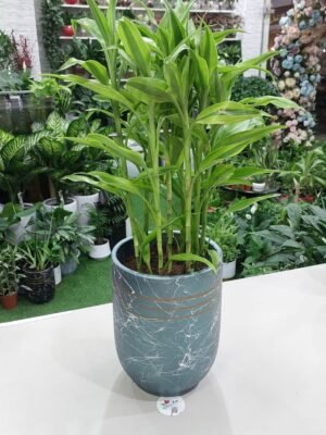 Dracaena Reflexa Plant - Indoor Decorative Houseplant.