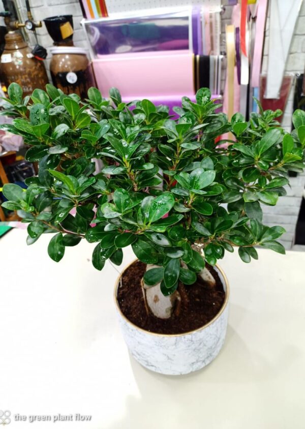 60cm Ficus Bonsai Plant in a Decorative Marble Pot - Perfect Indoor Greenery